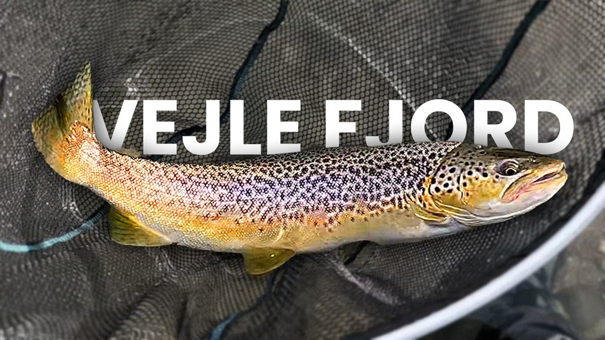 Farvet hanhavørred fanget ved Bøgeskov i Vejle Fjord under efterårsfiskeri – Lukic Fishing