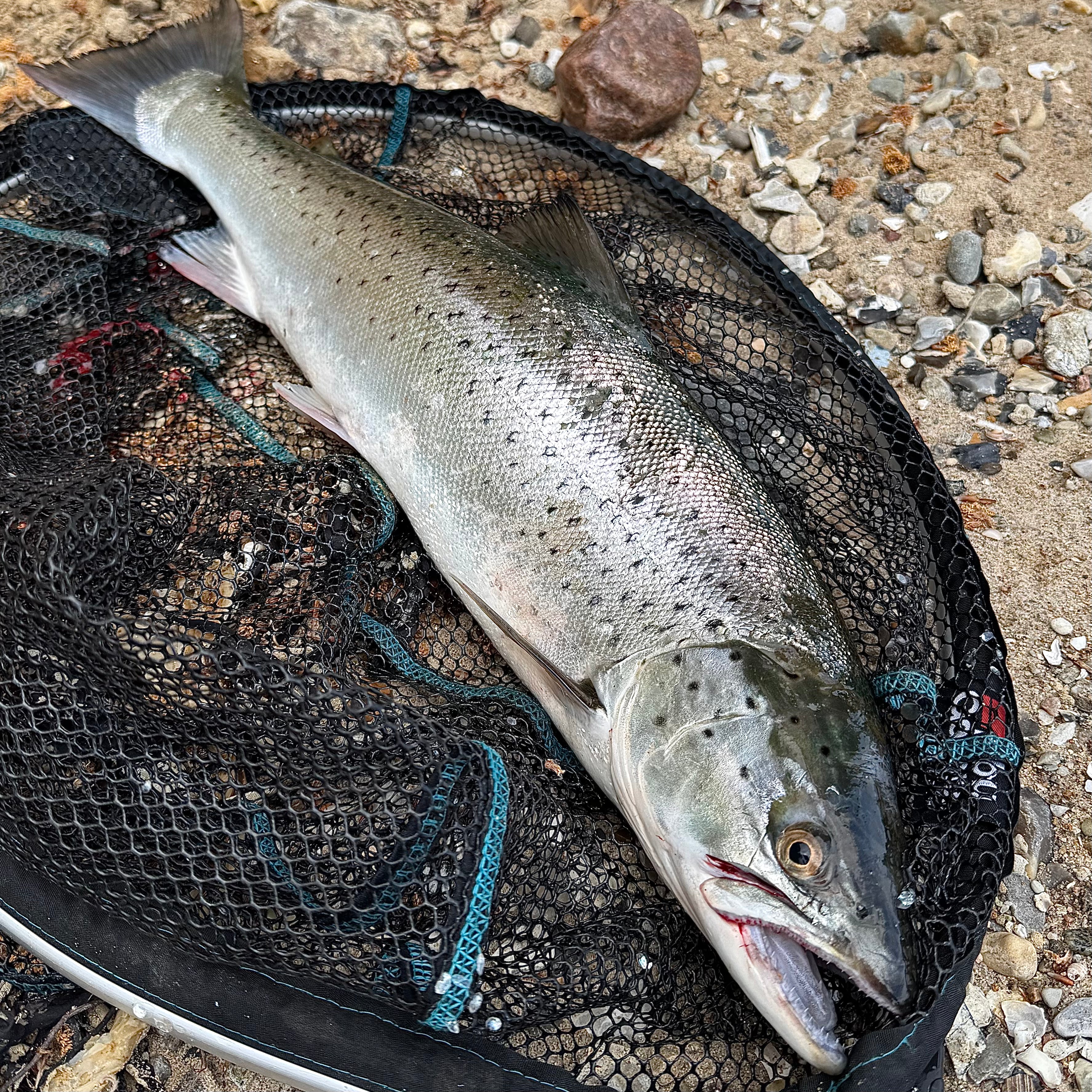 Astro Inline Lure
